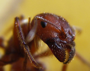 Ant head picture
